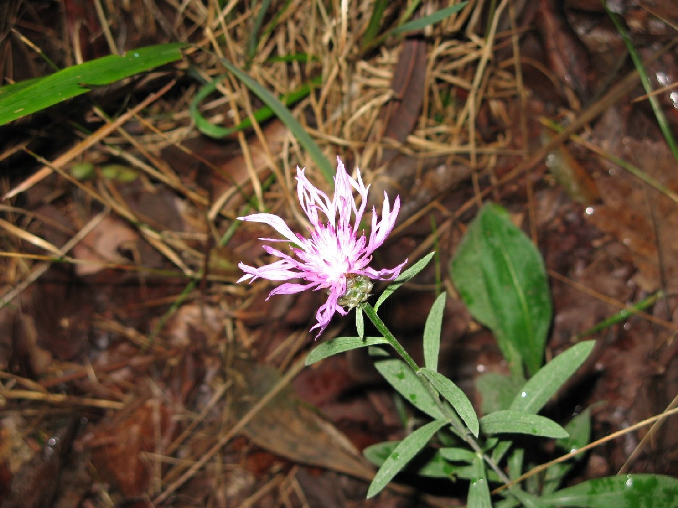 Centaurea jacea subsp. gaudinii (=Centaurea bracteata)